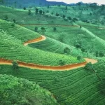 Шри Ланка Чайные плантации