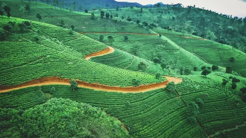 Шри Ланка Чайные плантации